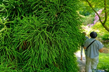 Sortie weekend à Fougères les 23 et 24 Mai 2026: Parc botanique de Haute Bretagne Sortie weekend à Fougères les 23 et 24 Mai 2026: Parc botanique de Haute Bretagne
