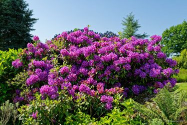 Sortie weekend à Fougères les 23 et 24 Mai 2026: Parc botanique de Haute Bretagne Sortie weekend à Fougères les 23 et 24 Mai 2026: Parc botanique de Haute Bretagne